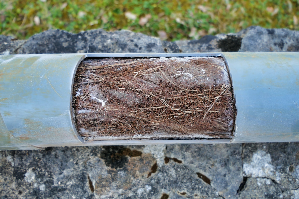 Sewer rooter problems - clogged drainage pipe caused by blockage of tree roots.
