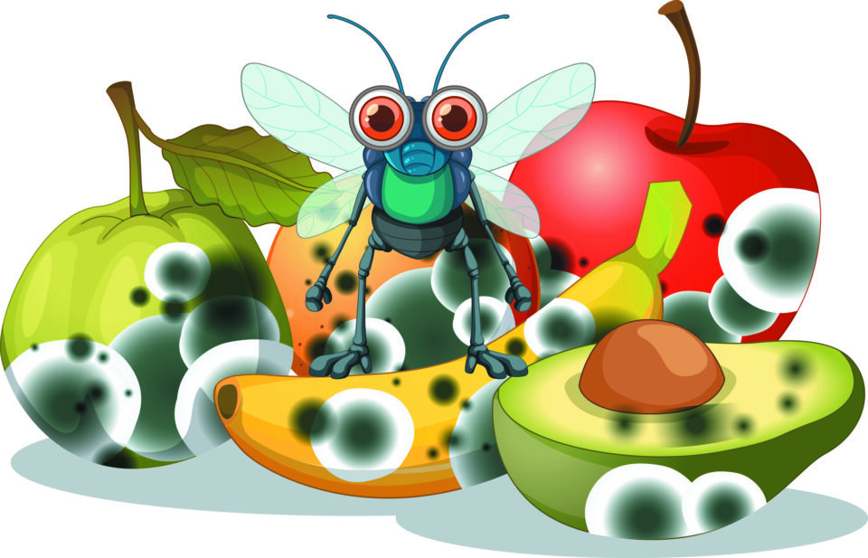 Fruit flies in drains.