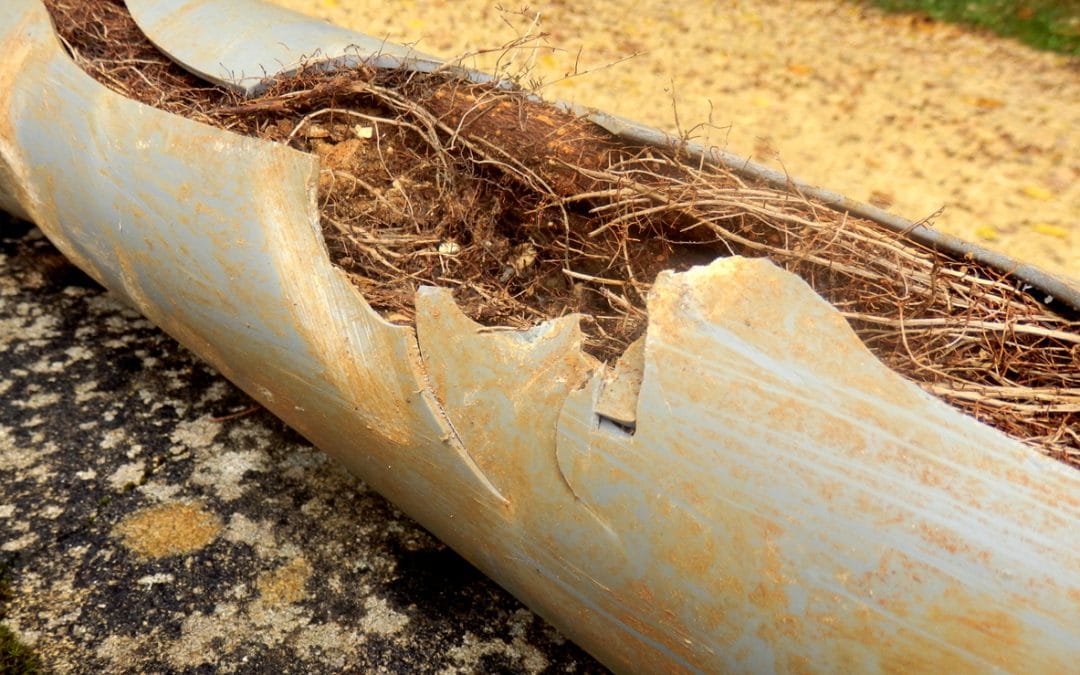 Removing Roots from Drain Pipes: A Guide With Videos, Required Tools, and Methods