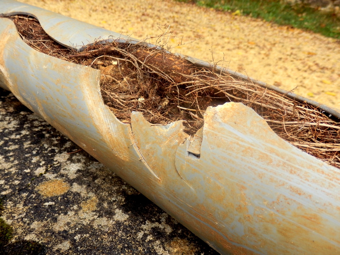 A split drain pipe caused by tree roots - importance of removing roots from drain pipes.