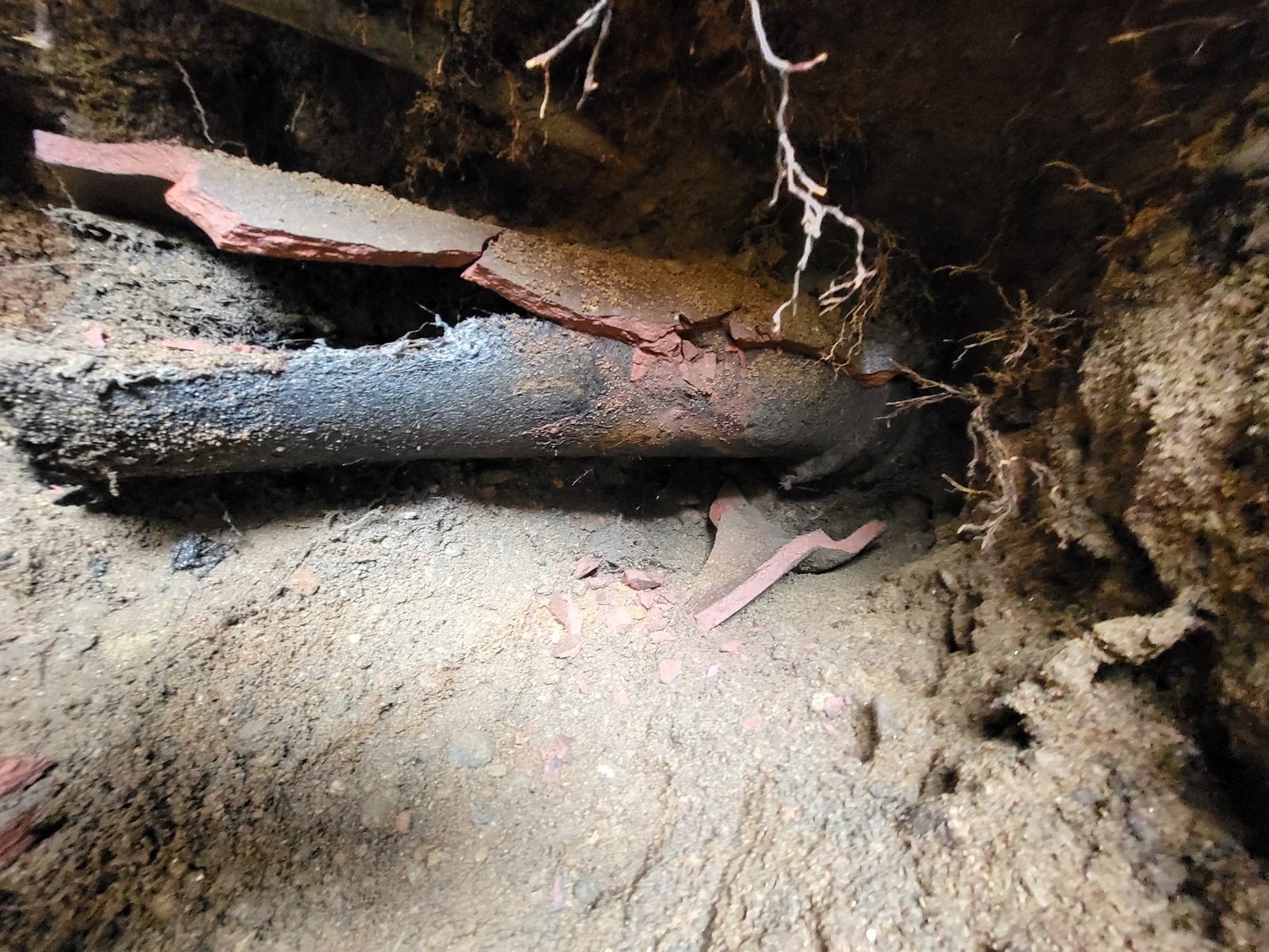 Roots inside old clay sewer pipes.