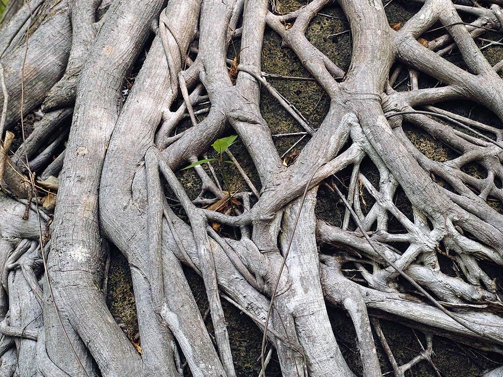 Surface tree roots above the ground.