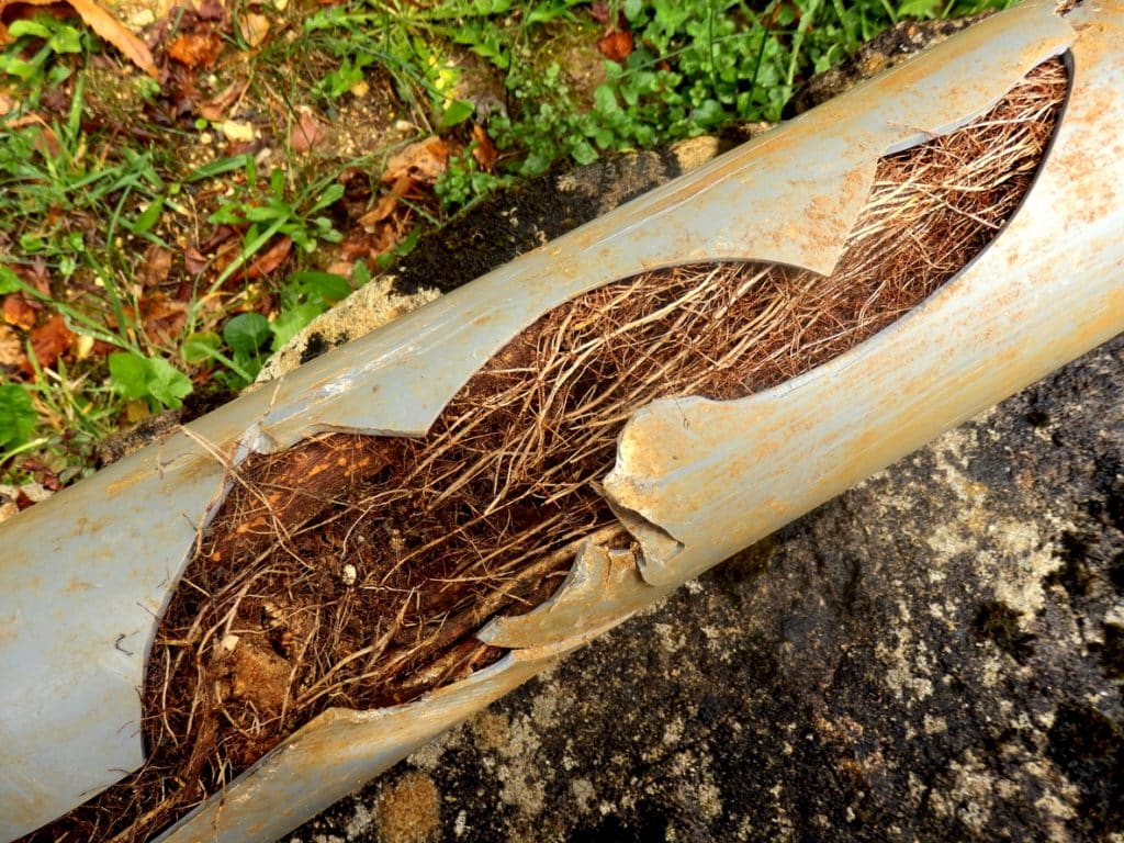 A damaged and cracked drain pipe caused by ingress of tree roots.