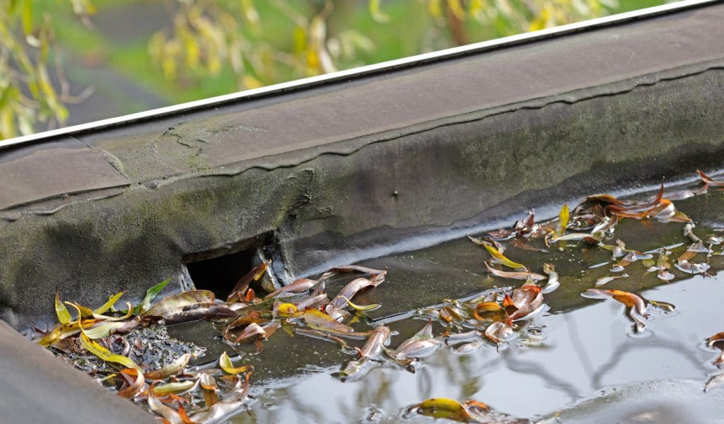 Water and leaves flowing into a roof drain installed on a flat roof.